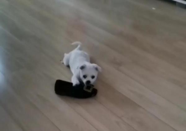 小狗飯糰兒,希望你開心 小狗飯糰兒,希望你開心