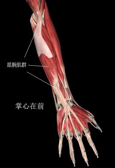 肘腕關節活動度評估要點