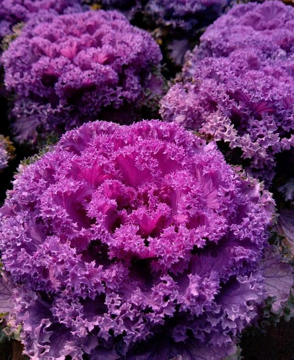 4步驟輕鬆栽種羽衣甘藍,見證它葉似“霓裳”,品味它爽口美味 4步驟輕鬆栽種羽衣甘藍,見證它葉似“霓裳”,品味它爽口美味