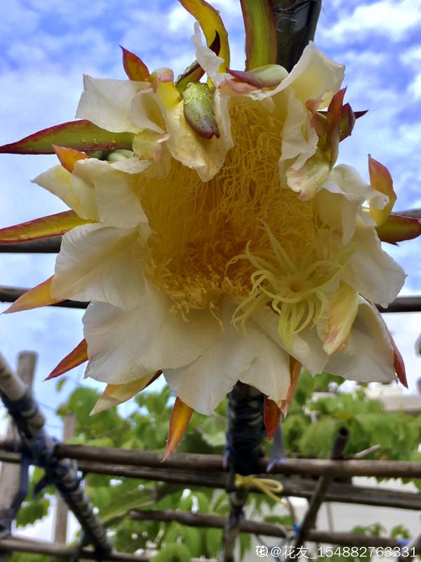 3種花長的跟“三胞胎”似的,還有“守家”的說法,適合居家養護 3種花長的跟“三胞胎”似的,還有“守家”的說法,適合居家養護