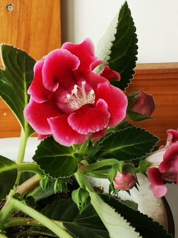 5種“好運花”,家裡沒光也能開花爆盆,適合養在客廳 5種“好運花”,家裡沒光也能開花爆盆,適合養在客廳