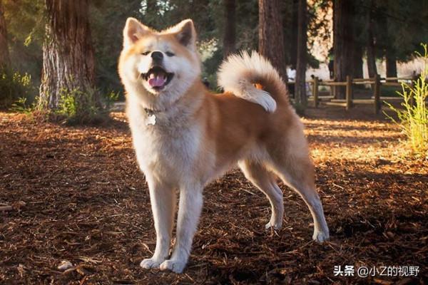 被日本指定為天然紀念物，分別有哪些犬種，原產自哪裡