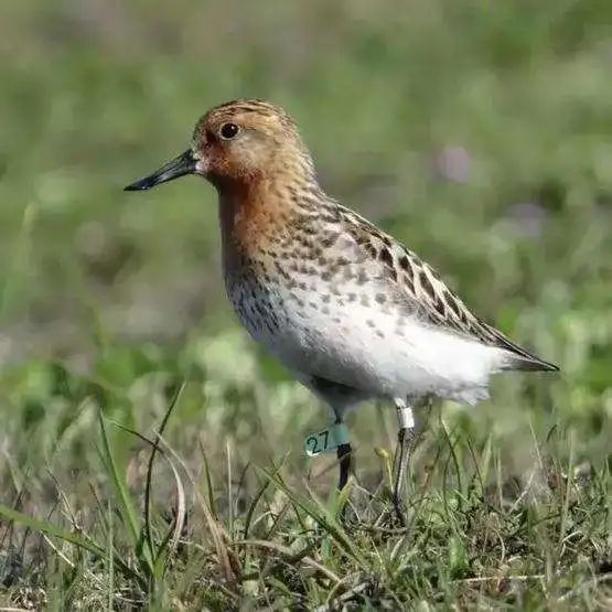 為了保護瀕危水鳥,有人去偷蛋,有人放棄年薪百萬 為了保護瀕危水鳥,有人去偷蛋,有人放棄年薪百萬