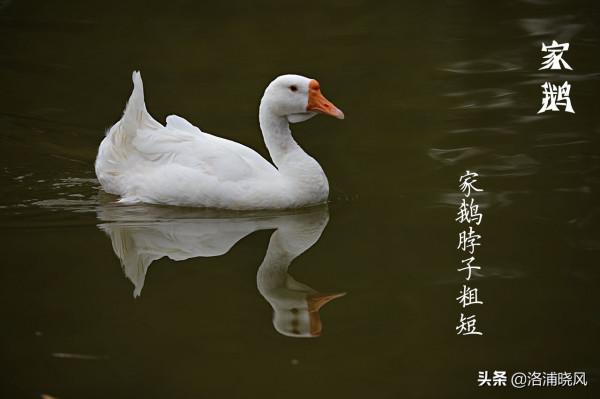 家鵝與天鵝是近親嗎？兼談家鵝與天鵝的區別