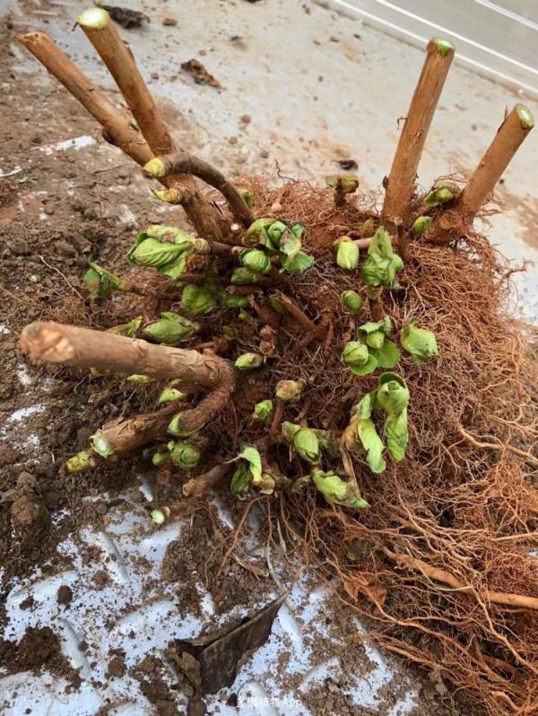 5種花“漂亮花”,十月大降價,便宜也別買,白白浪費錢 5種花“漂亮花”,十月大降價,便宜也別買,白白浪費錢