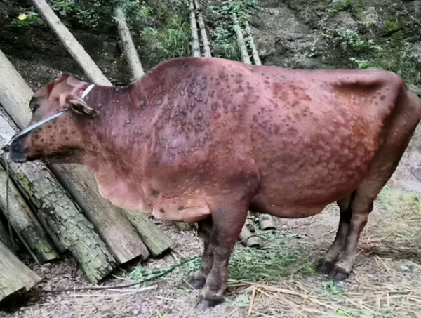 牛結節病怎麼消毒？牛結節病用什麼消毒液？看完本文就會了