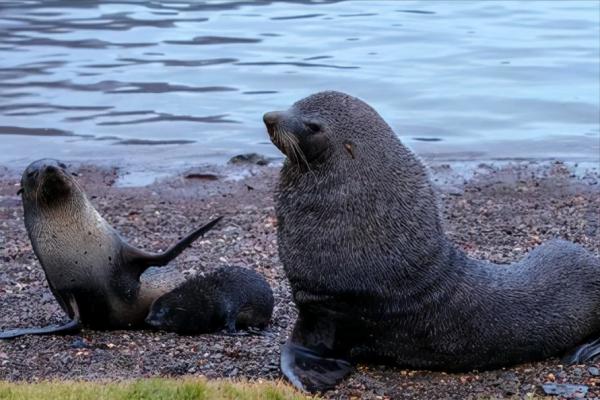 南極冰蓋下儲存著大量的“糧食”，10億噸的磷蝦，能養活上億的人