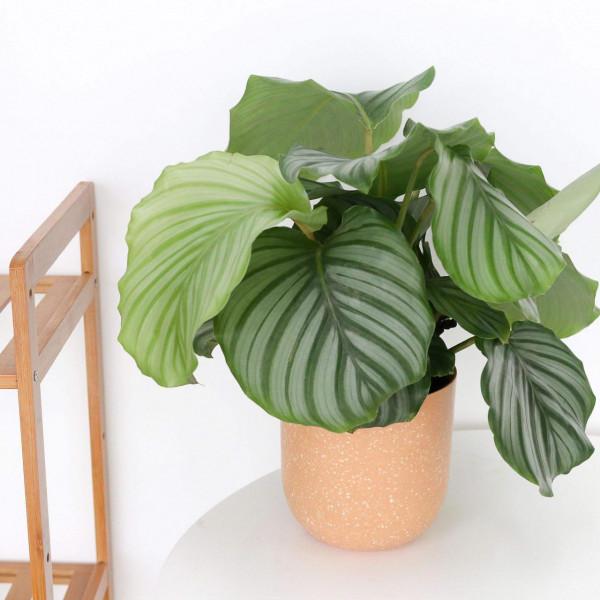 10種&OpenCurlyDoubleQuote;難養花&rdquo;，年年買年年扔，想養好它們，真的太難了