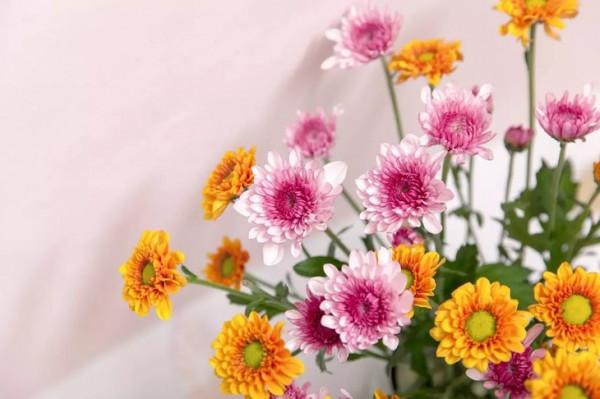 最推薦你買的花——小菊