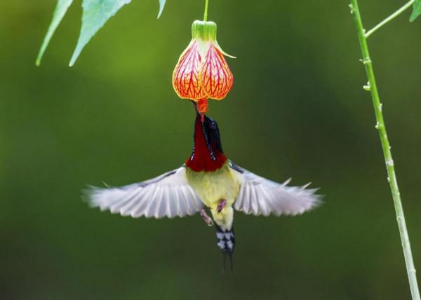 分享圖片,色彩斑斕,美麗無比的太陽鳥 分享圖片,色彩斑斕,美麗無比的太陽鳥