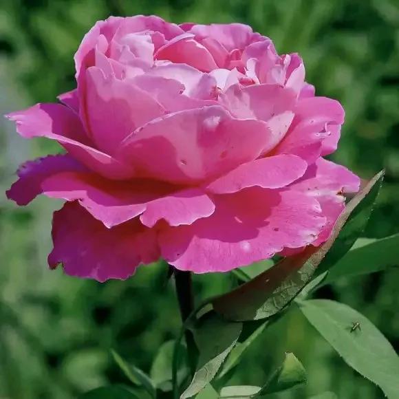 月季品種裡，據有牡丹月季之稱的6個品種，爭奇鬥豔，美不勝收