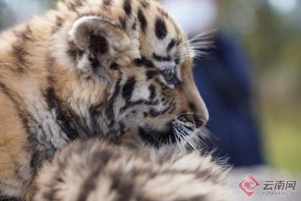 「高畫質組圖」虎虎生威！雲南野生動物園萌虎下山了