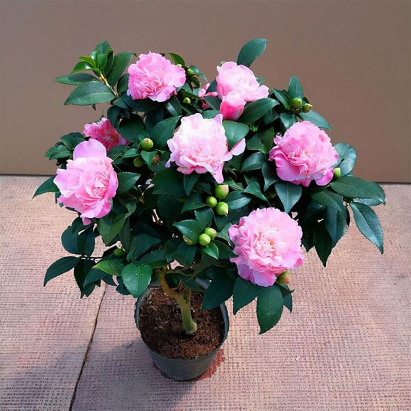 喜歡養花的朋友,不如養一顆比香水還香的茶花——香妃 喜歡養花的朋友,不如養一顆比香水還香的茶花——香妃