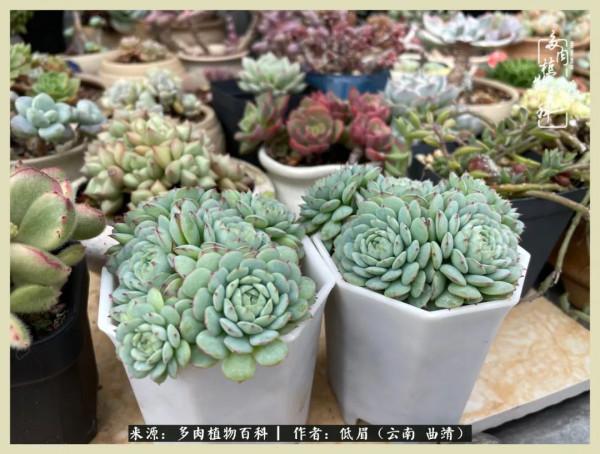 正是花好月圓時，再訪楊姐的屋頂花園