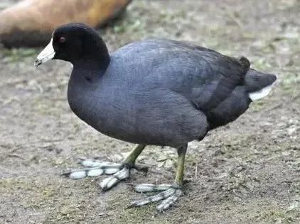 為什麼鴨爪上有蹼,而雞爪上卻沒蹼?探尋動物們jio丫裡的小秘密 為什麼鴨爪上有蹼,而雞爪上卻沒蹼?探尋動物們jio丫裡的小秘密