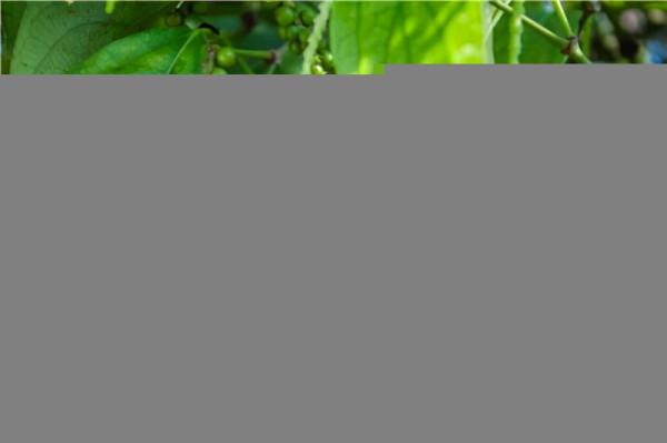 每日一中藥——胡椒 每日一中藥——胡椒