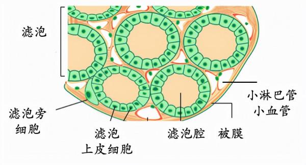 揭秘!甲狀腺癌為何容易轉移? 揭秘!甲狀腺癌為何容易轉移?