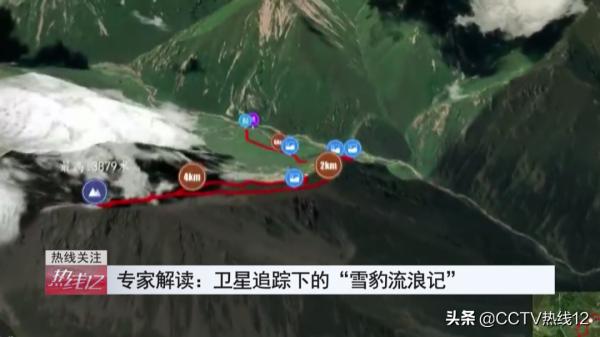 “雪豹流浪記”:我國首次衛星追蹤雪豹,放歸科考成果重新整理認知 “雪豹流浪記”:我國首次衛星追蹤雪豹,放歸科考成果重新整理認知