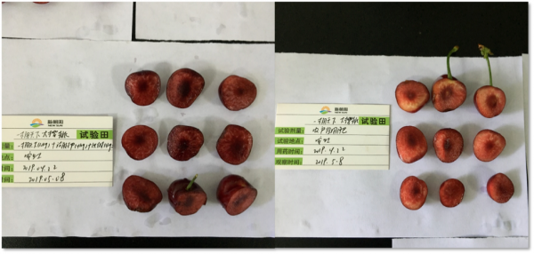 中國農業為什麼離不開生物刺激劑?生物刺激劑有何廣闊前景? 中國農業為什麼離不開生物刺激劑?生物刺激劑有何廣闊前景?