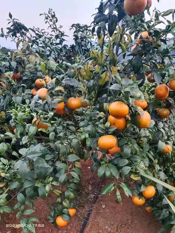 什麼是柑橘的結果母枝，你瞭解嗎？