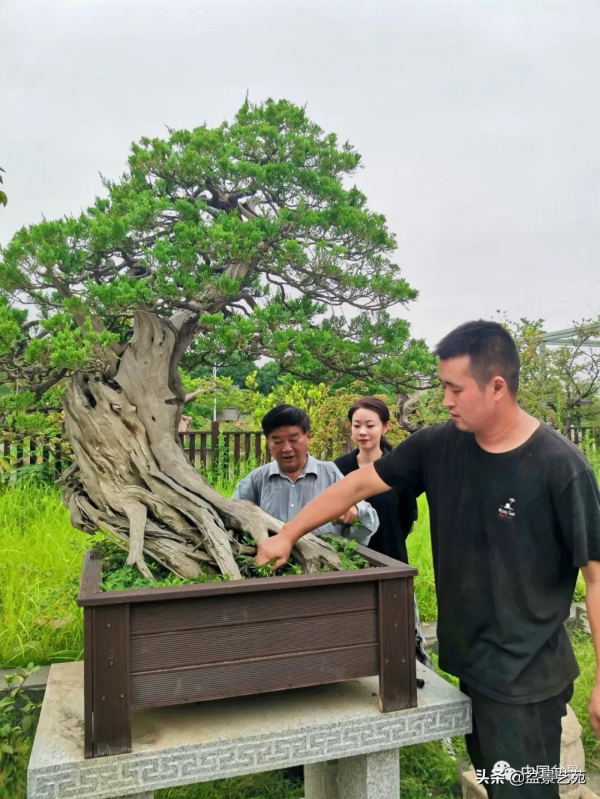 老樹閒看百鳥歸——訪著名盆景藝術家曹志振先生