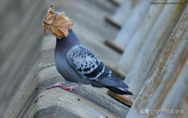 BBC評選結果出來了，2021最佳動物喜劇演員登場……