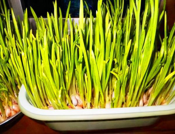 吃完9種蔬菜別扔根,15天變盆景,吃不完就留著欣賞 吃完9種蔬菜別扔根,15天變盆景,吃不完就留著欣賞