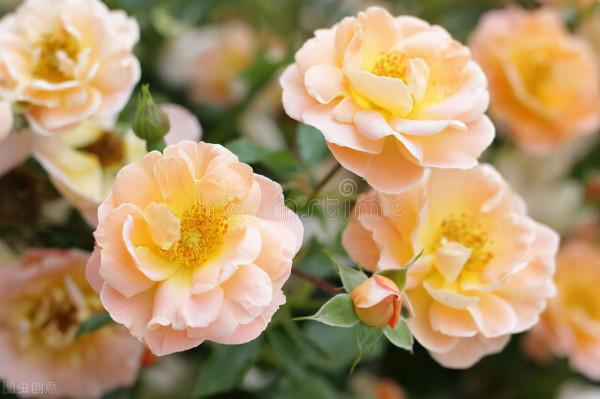 人生最好的狀態：隨心、隨性、隨緣