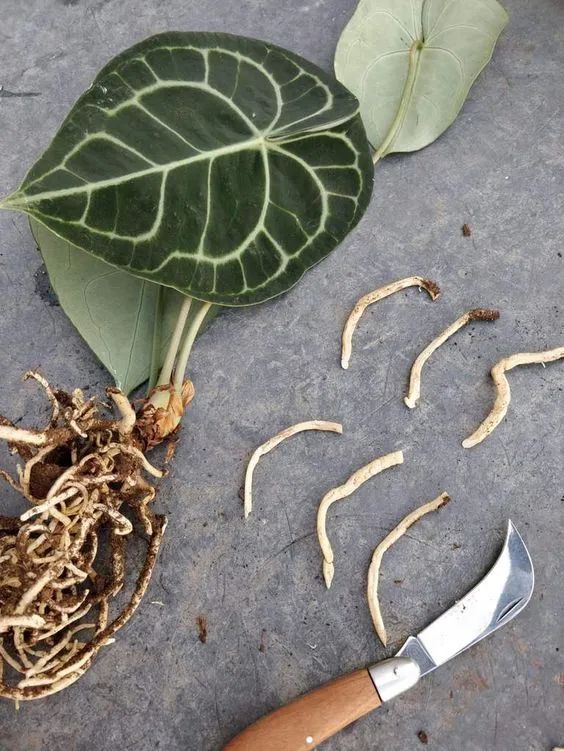 心形大葉子明脈花燭,摸起來有天鵝絨般的質感,開的花朵似飛鶴 心形大葉子明脈花燭,摸起來有天鵝絨般的質感,開的花朵似飛鶴