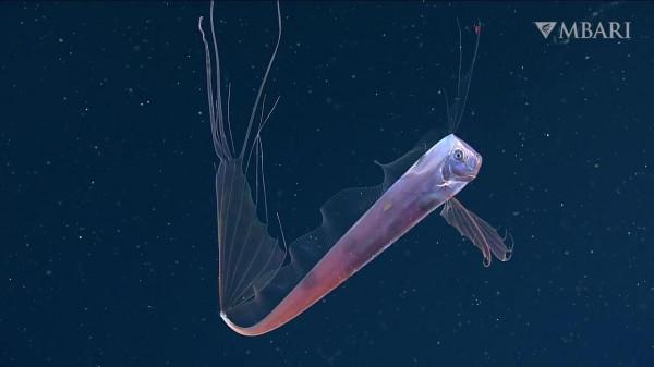 2021年拍攝到的珍稀深海生物 別樣又迷人
