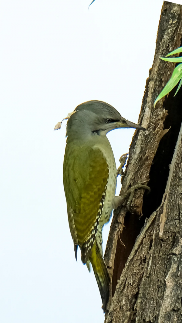 山西鳥類圖鑑 | 灰頭綠啄木鳥