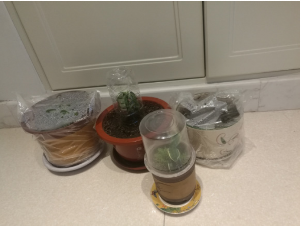 6種花，二月底快扦插，十幾天就生根