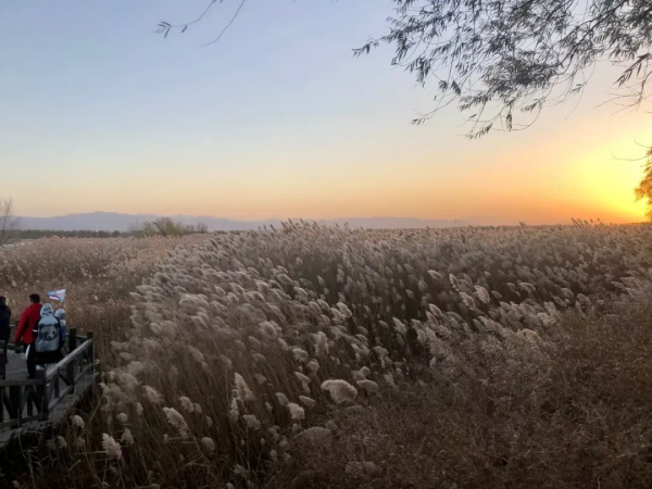 北京這些地方，蘆葦美成了冬日風景畫