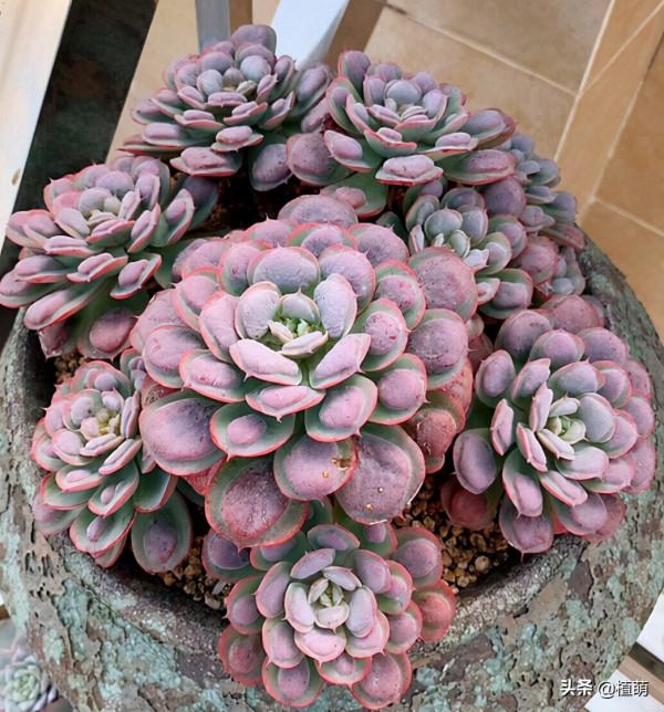 不要嫌棄雨滴醜,雨滴養得好,既能上色出狀態,也能爆盆 不要嫌棄雨滴醜,雨滴養得好,既能上色出狀態,也能爆盆