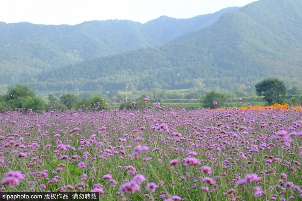 免費!這個浪漫如普羅旺斯的花海,就在咱北京! 免費!這個浪漫如普羅旺斯的花海,就在咱北京!