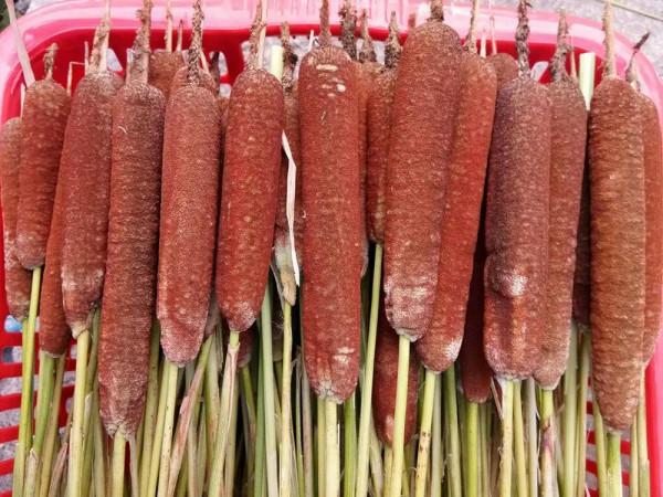 生長在農村河邊的“香腸”,曾是農村娃的玩具,卻不知它價值很高 生長在農村河邊的“香腸”,曾是農村娃的玩具,卻不知它價值很高