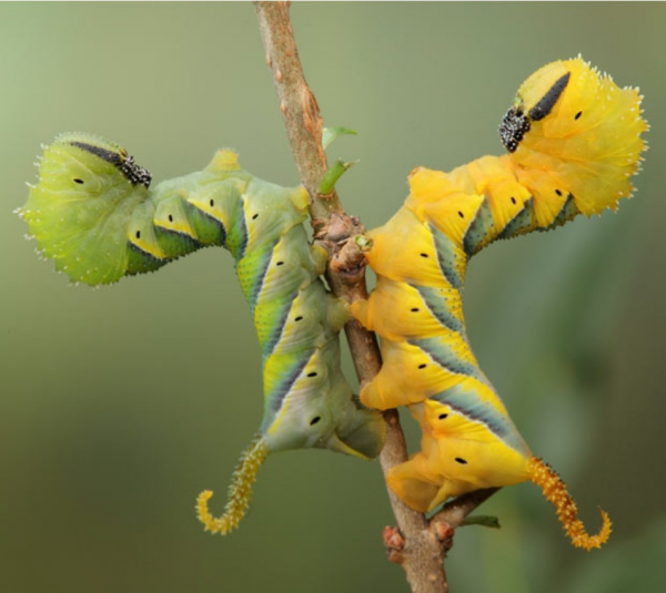 25張罕見的動物照片：折斷脖子的長頸鹿，會噴粉色墨汁的海兔