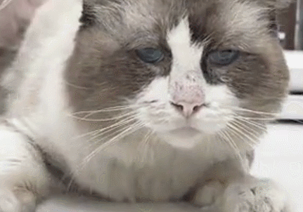 流浪品種貓被送來醫院，大家都表示很困惑：怎麼布偶貓也有人丟？