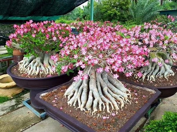 9種富貴花,長成老樁也要用“小盆”養,不然爛根又黃葉,難養好 9種富貴花,長成老樁也要用“小盆”養,不然爛根又黃葉,難養好