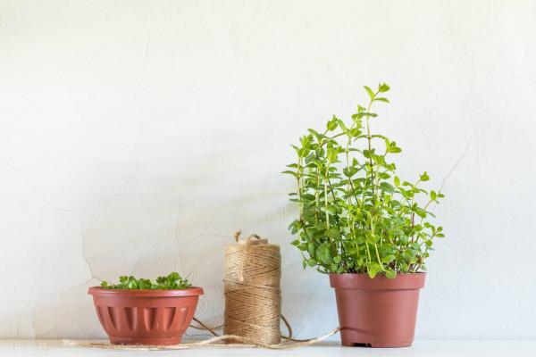 6種花很“養人”，臥室多擺放幾盆，好看又能“睡得香”