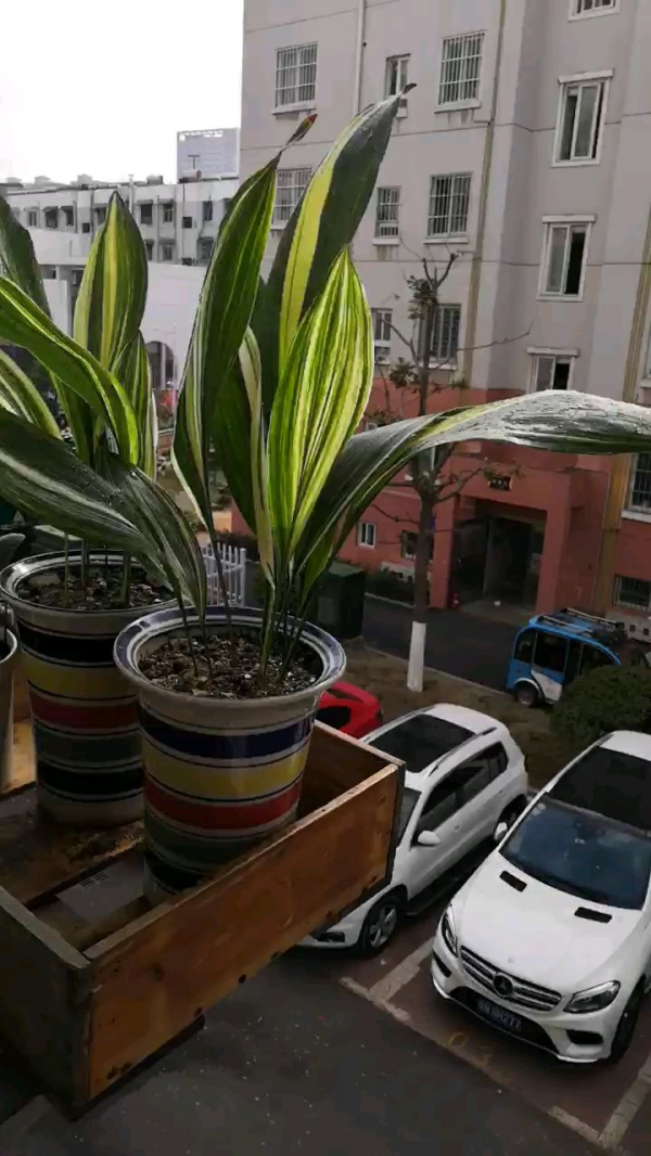 適合“賤養”的4種花，養在客廳還能鎮宅，越不管長得越壯