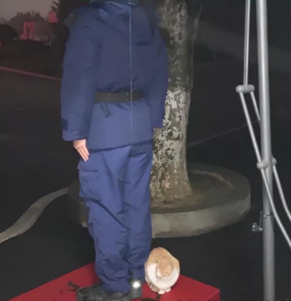 貓咪賴上兵哥哥？這畫面，糖分超標了吧