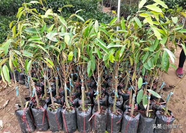 榴蓮種植前一定要了解這些內幕,要不然被別人賣了還幫別人數錢 榴蓮種植前一定要了解這些內幕,要不然被別人賣了還幫別人數錢