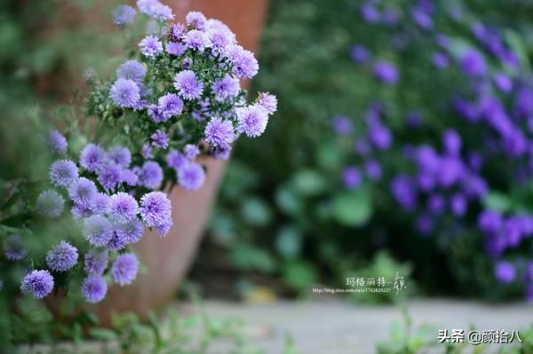 扶不起的荷蘭菊,還是趴著好了|園丁 扶不起的荷蘭菊,還是趴著好了|園丁