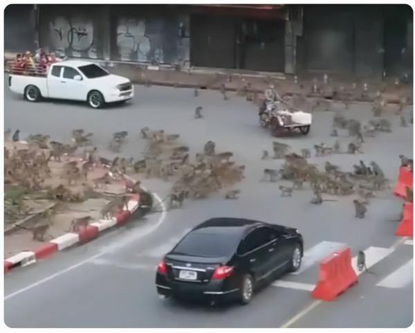 印度上演“猩球崛起”,2月嬰兒被猴群扔進水井,人猴矛盾何時休 印度上演“猩球崛起”,2月嬰兒被猴群扔進水井,人猴矛盾何時休