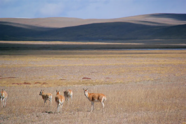 中國第一大河，從何處來？