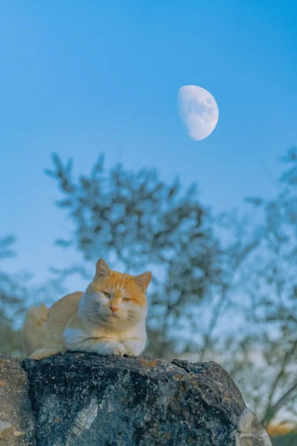 古北水鎮十月金秋裡,每一隻橘貓都那麼好看 古北水鎮十月金秋裡,每一隻橘貓都那麼好看