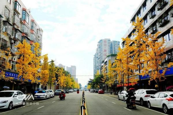 滿城銀杏黃！金燦燦的城區觀賞圖鑑來了