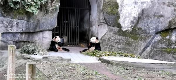 「重慶動物園」別樣風景哥倆好