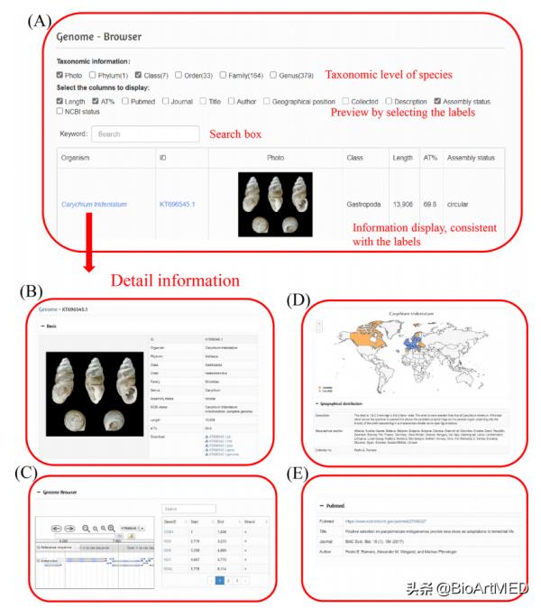 王緒敏教授團隊釋出軟體動物線粒體基因組資料庫MODB 王緒敏教授團隊釋出軟體動物線粒體基因組資料庫MODB